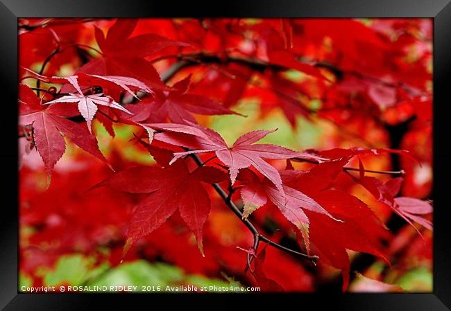 "SUNLIGHT THROUGH THE ACER" Framed Print by ROS RIDLEY
