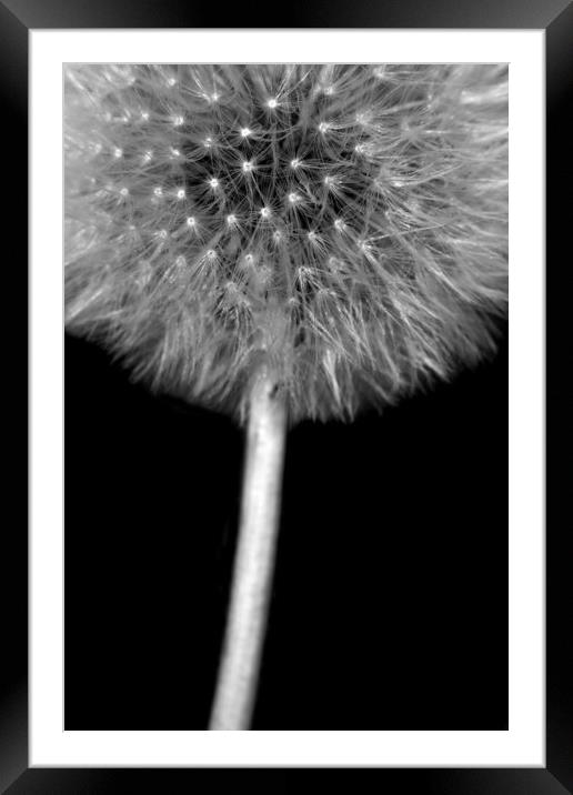 Dandelion  Framed Mounted Print by chris smith