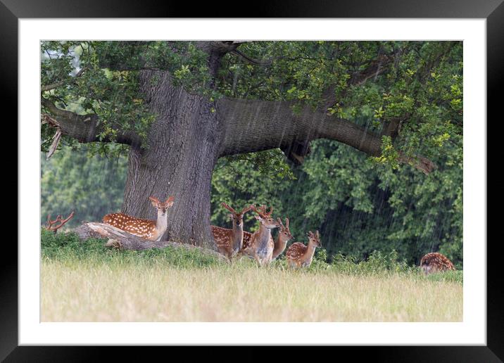 Sika Deer  Framed Mounted Print by chris smith