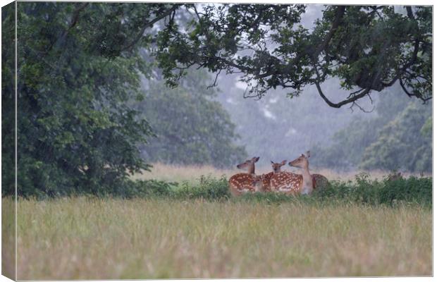 Fallow Deer  Canvas Print by chris smith