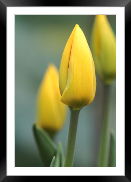 Tulip Framed Mounted Print by chris smith
