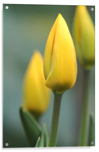 Tulip Acrylic by chris smith