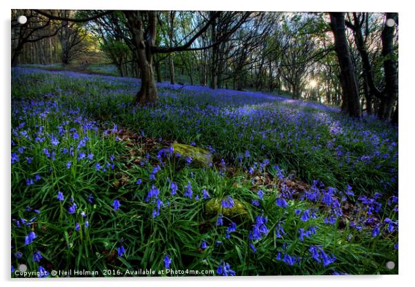 Bluebells at Margam Woods Acrylic by Neil Holman