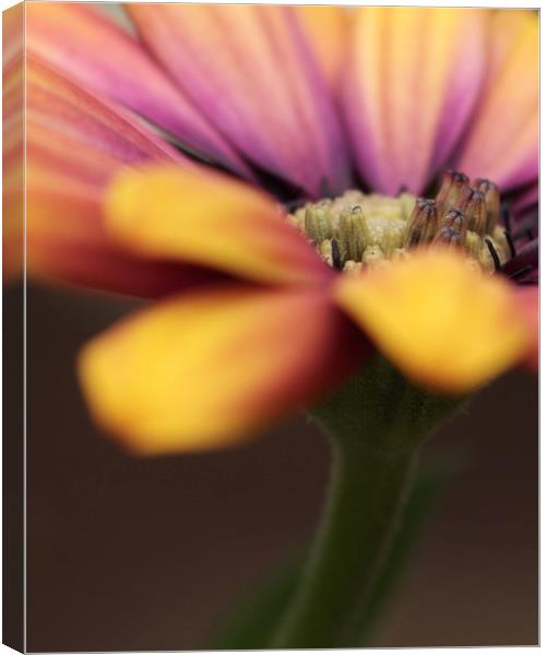 Flower Canvas Print by chris smith