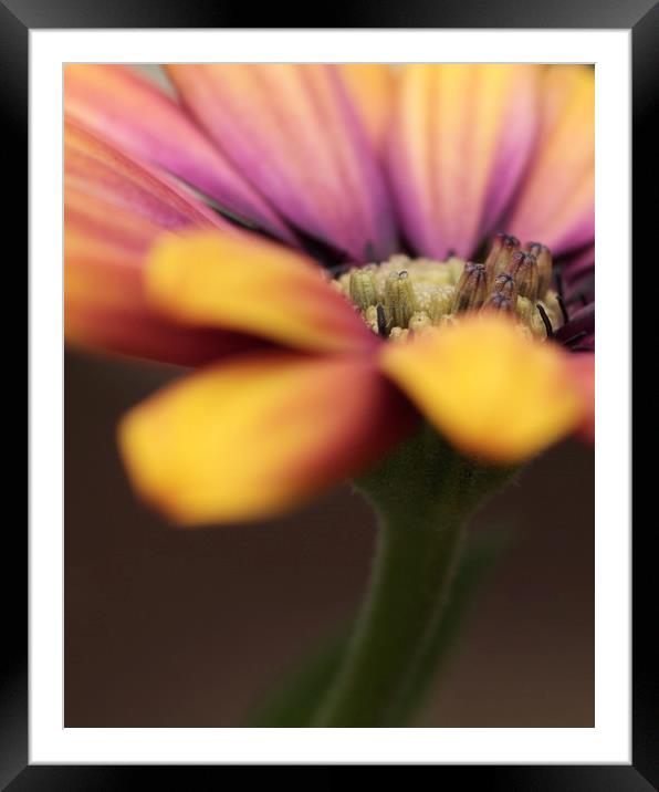 Flower Framed Mounted Print by chris smith