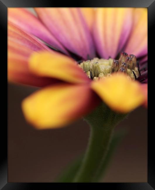 Flower Framed Print by chris smith