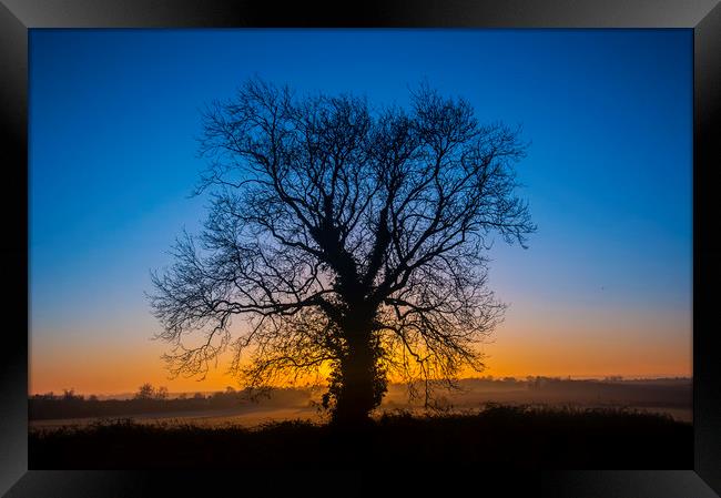 Sunrise Behind Tree Framed Print by Dave Collins