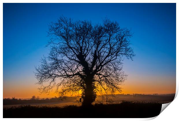 Sunrise Behind Tree Print by Dave Collins