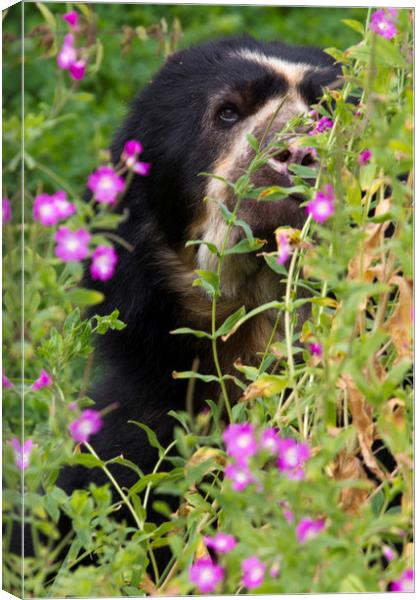 Spectacled Bear  Canvas Print by chris smith