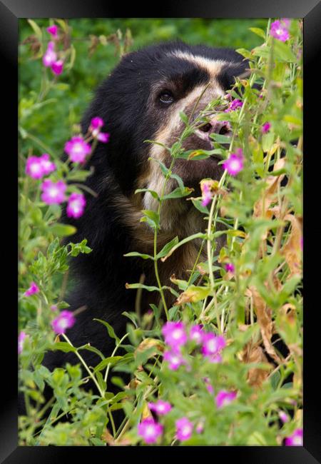 Spectacled Bear  Framed Print by chris smith