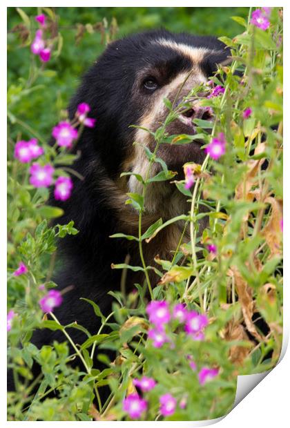 Spectacled Bear  Print by chris smith