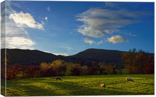 Sheep Grazing in Hope Valley                       Canvas Print by Darren Galpin