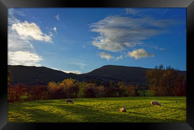 Sheep Grazing in Hope Valley                       Framed Print by Darren Galpin