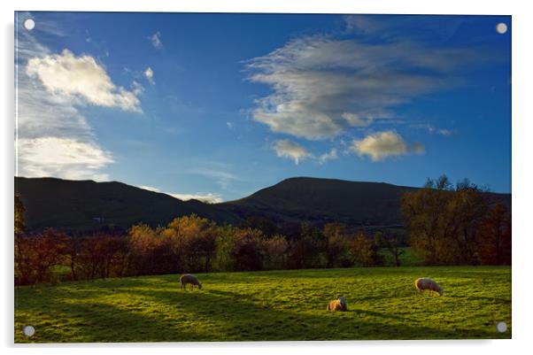 Sheep Grazing in Hope Valley                       Acrylic by Darren Galpin