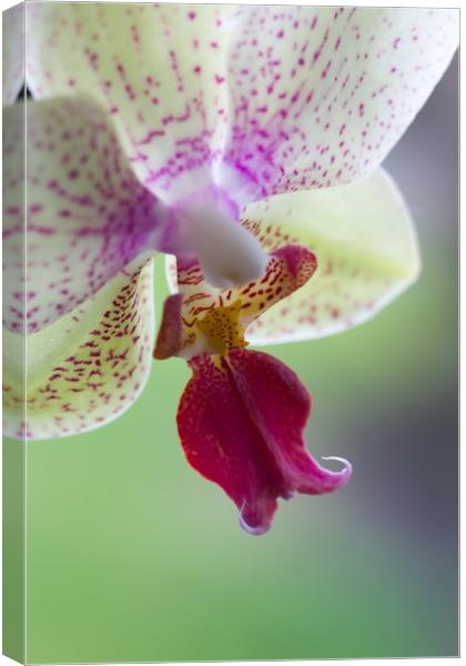 Orchid  Canvas Print by chris smith