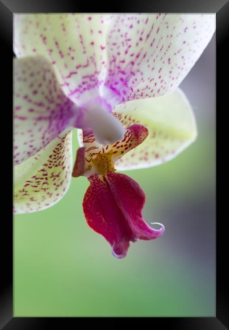 Orchid  Framed Print by chris smith