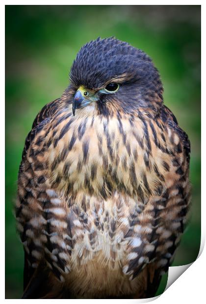 New zealand falcon (Falco novaeseelandiae)  Print by chris smith