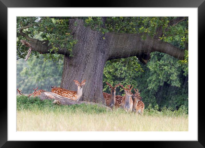 Fallow Deer   Framed Mounted Print by chris smith