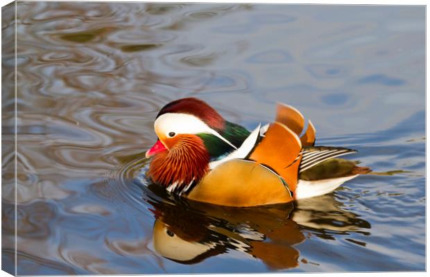 mandarin duck  Canvas Print by chris smith