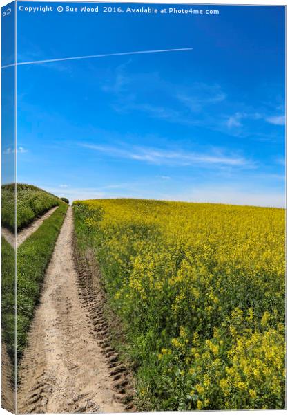 Summer field of yellow, blue sky, vapor trail Canvas Print by Sue Wood