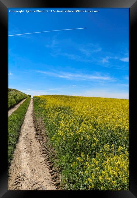Summer field of yellow, blue sky, vapor trail Framed Print by Sue Wood