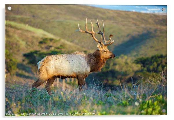 Tule Elk (Cervus canadensis nannodes) Acrylic by jonathan nguyen