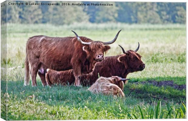 Highland cattle cows family on pasture Canvas Print by Łukasz Szczepański