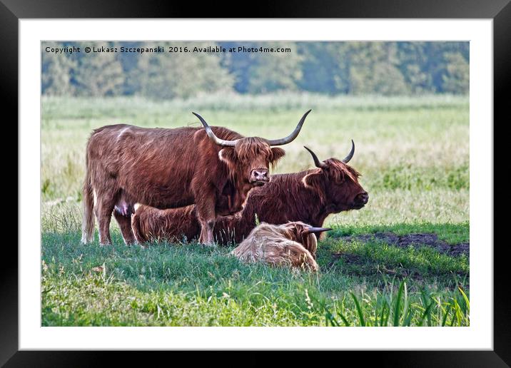 Highland cattle cows family on pasture Framed Mounted Print by Łukasz Szczepański