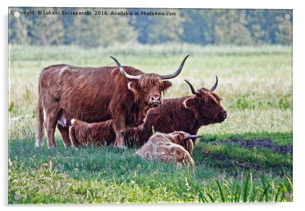 Highland cattle cows family on pasture Acrylic by Łukasz Szczepański