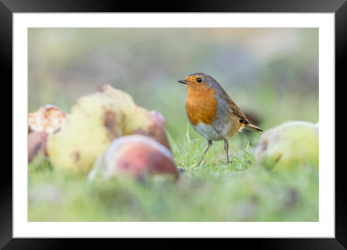 One of your five a day Framed Mounted Print by Philip Male