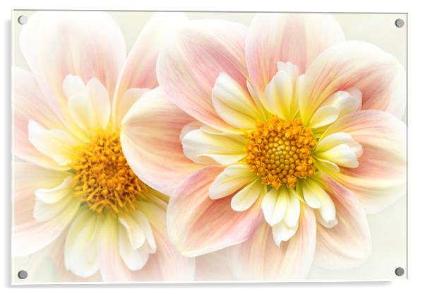 Collerette Dahlia flower Acrylic by Jacky Parker