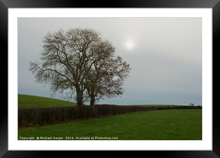 Ash trees in Winter silhouette against a moody sky Framed Mounted Print by Michael Harper