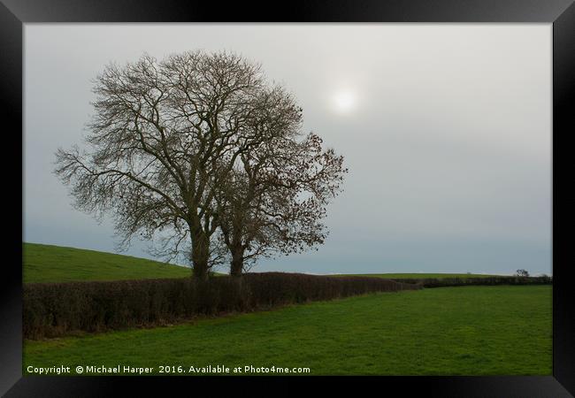 Ash trees in Winter silhouette against a moody sky Framed Print by Michael Harper