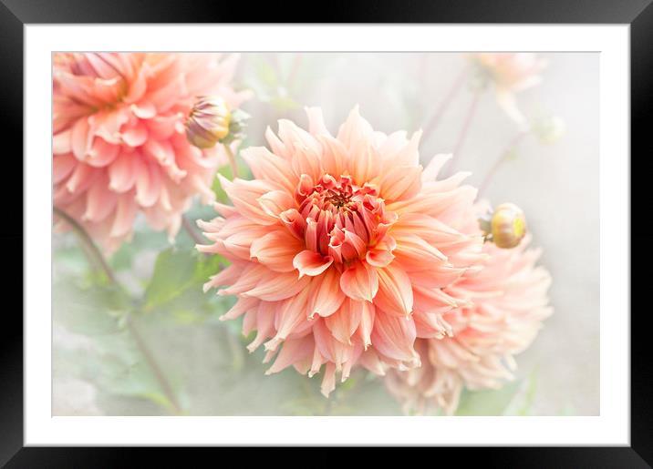 Dahlia 'Fairway Spur'  Framed Mounted Print by Jacky Parker