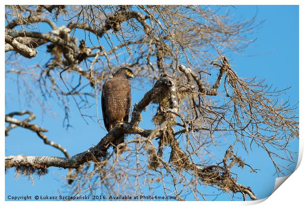 Crested Serpent eagle sitting on tree, Sri Lanka Print by Łukasz Szczepański