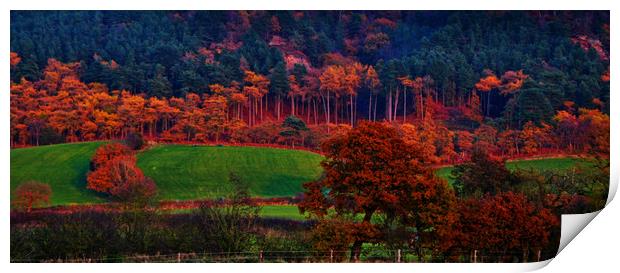 autumn  trees Print by sue davies
