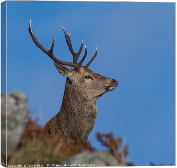 Red deer stag profile Canvas Print by Tom Dolezal