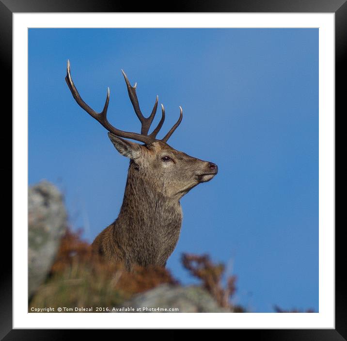 Red deer stag profile Framed Mounted Print by Tom Dolezal