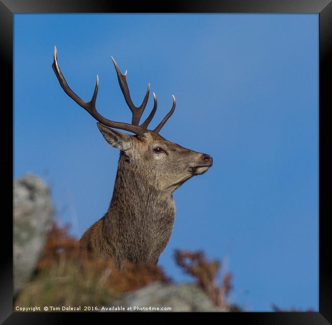 Red deer stag profile Framed Print by Tom Dolezal