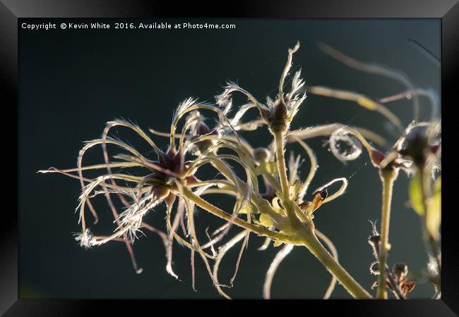 Gone to seed Framed Print by Kevin White