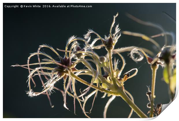 Gone to seed Print by Kevin White