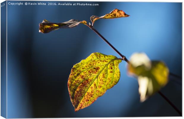 Autumn leaf Canvas Print by Kevin White