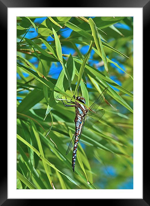 Male Common Hawker Framed Mounted Print by Mike Herber