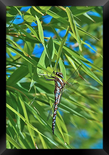 Male Common Hawker Framed Print by Mike Herber