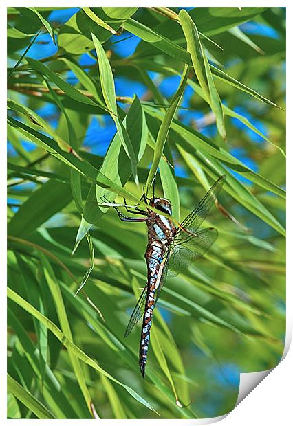 Male Common Hawker Print by Mike Herber