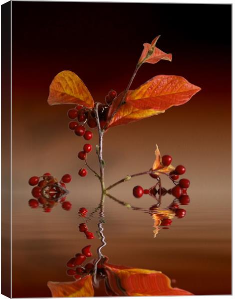 Autumn leafs and red berries Canvas Print by David French