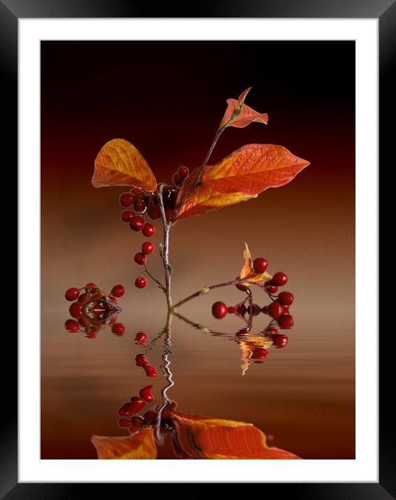 Autumn leafs and red berries Framed Mounted Print by David French