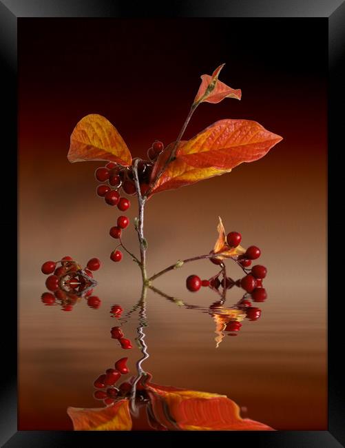 Autumn leafs and red berries Framed Print by David French
