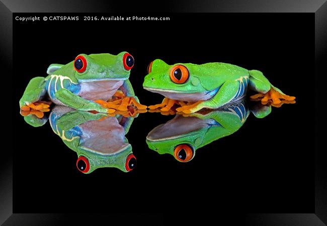 DOUBLE MIRROR FROGGINESS Framed Print by CATSPAWS 