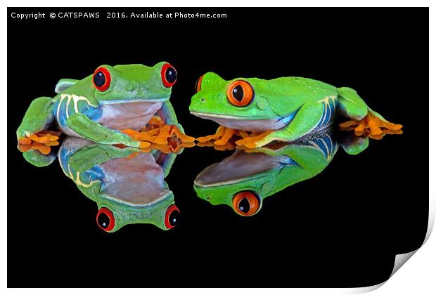 DOUBLE MIRROR FROGGINESS Print by CATSPAWS 
